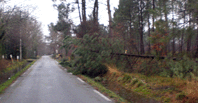 Wind storm2009 01 24